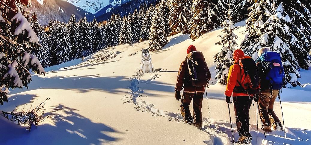 Begegnung mit einem Wolf - Expertenratschläge!
