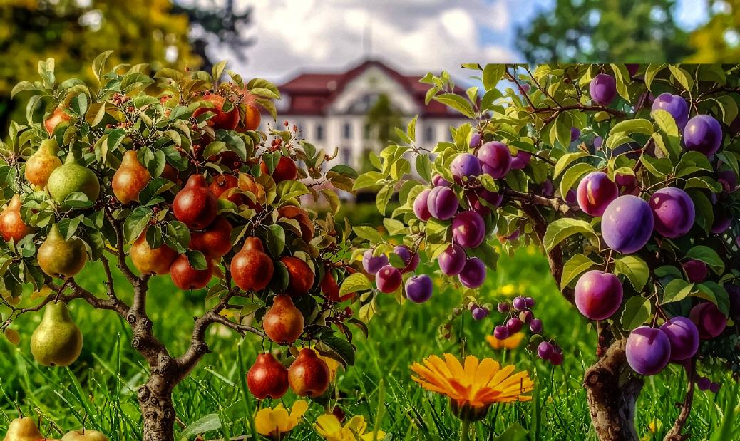&Uuml;berall zu finden:  Es sind immer die Pflaumen,